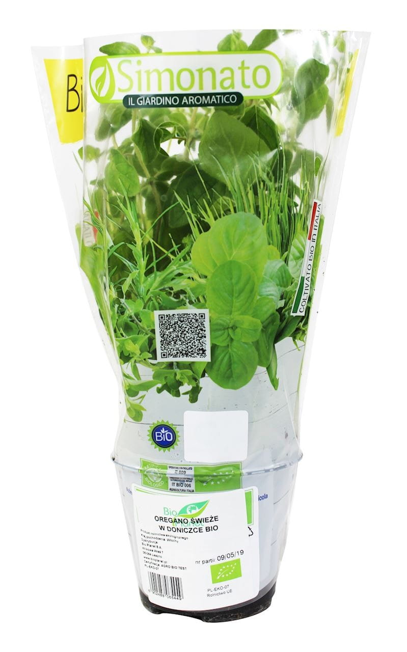 Origan frais en pot BIO (1 pc.)