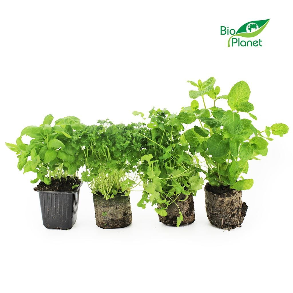 Mélange d'herbes fraîches en pot BIO (Polonais) (6 pièces)