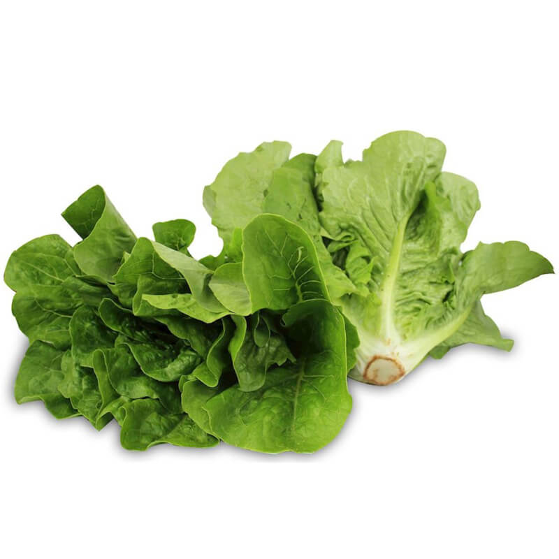 Mini laitue romaine fraîche BIO (Polonaise) (environ 0,50 kg)