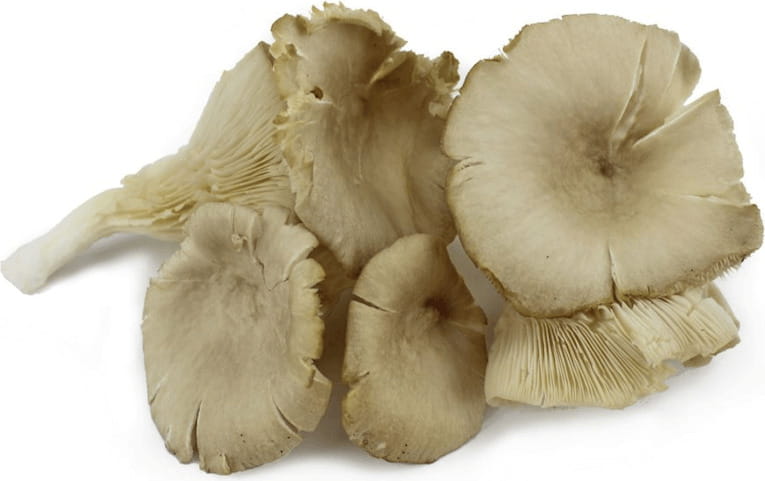 Conditionnement vrac (kg) - Pleurotes frais BIO (Polonais) (environ 20 kg)