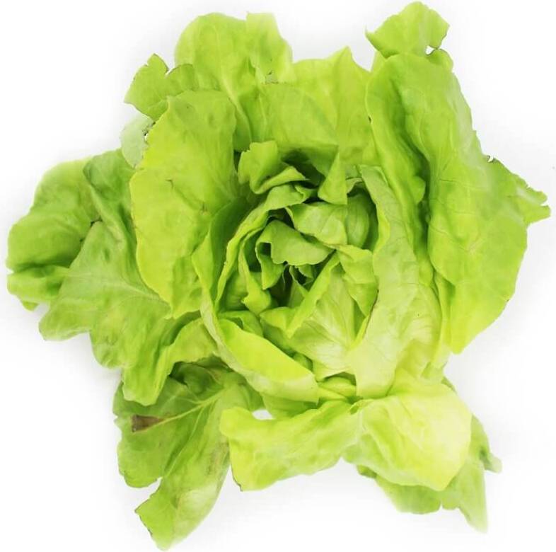 Emballage en vrac (pcs.) - laitue fraîche BIO (polonaise) (environ 8 pcs.)