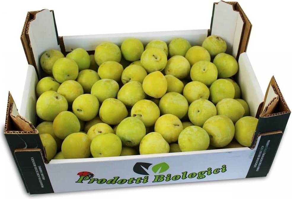 Conditionnement vrac (kg) - prunes fraîches BIO (environ 6 kg)