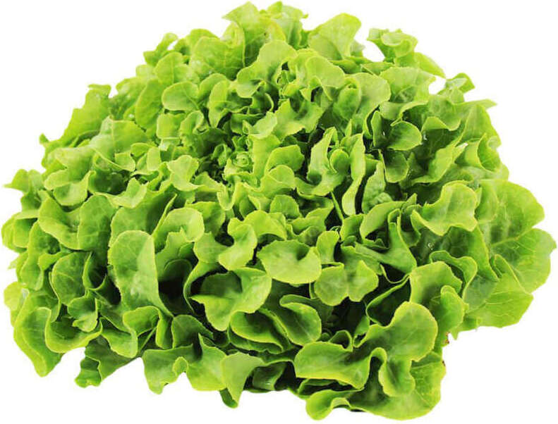 Feuille de chêne fraîche BIO (Polonaise) (environ 250g)