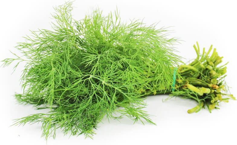 Aneth frais (bouquet) BIO (Polonais) (environ 50 g)