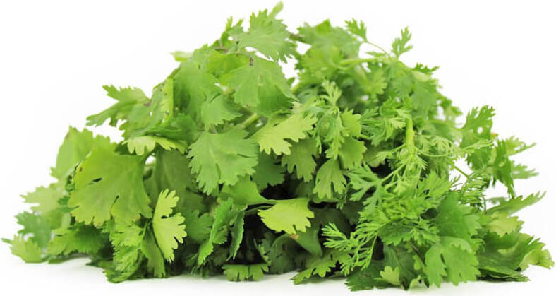 Coriandre fraîche BIO (Polonais) (environ 50 g)