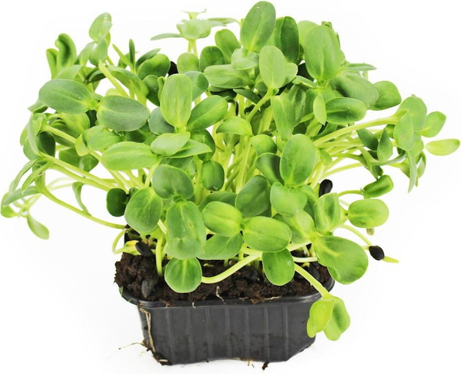Micro-feuilles de Tournesol en pot BIO (Polonais) (1 pièce)