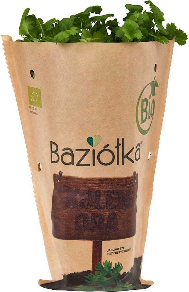 Coriandre fraîche en pot BIO (Polonais) (1 pièces)