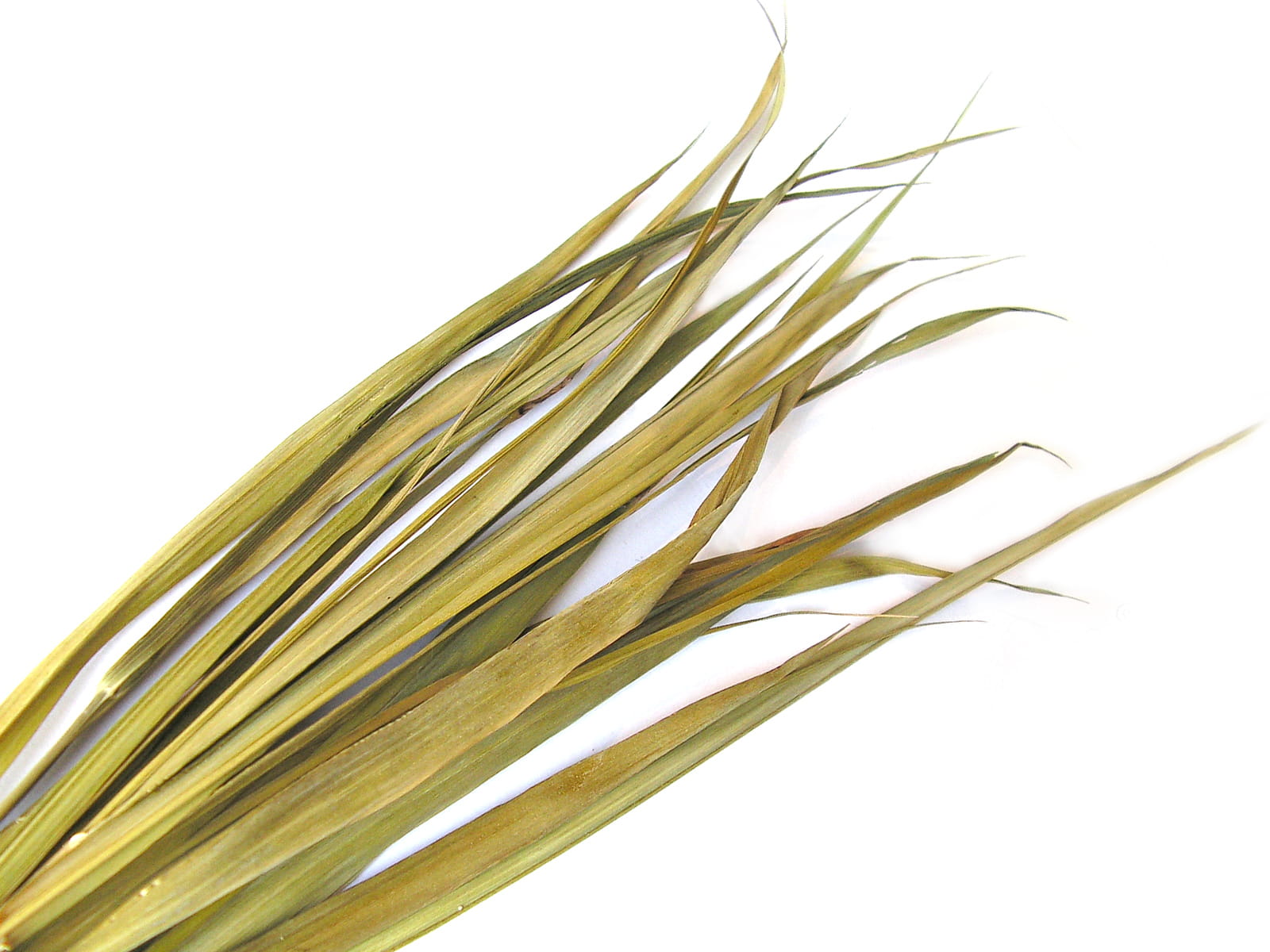 Żubrówka BIO (herbe) DONS DE LA NATURE