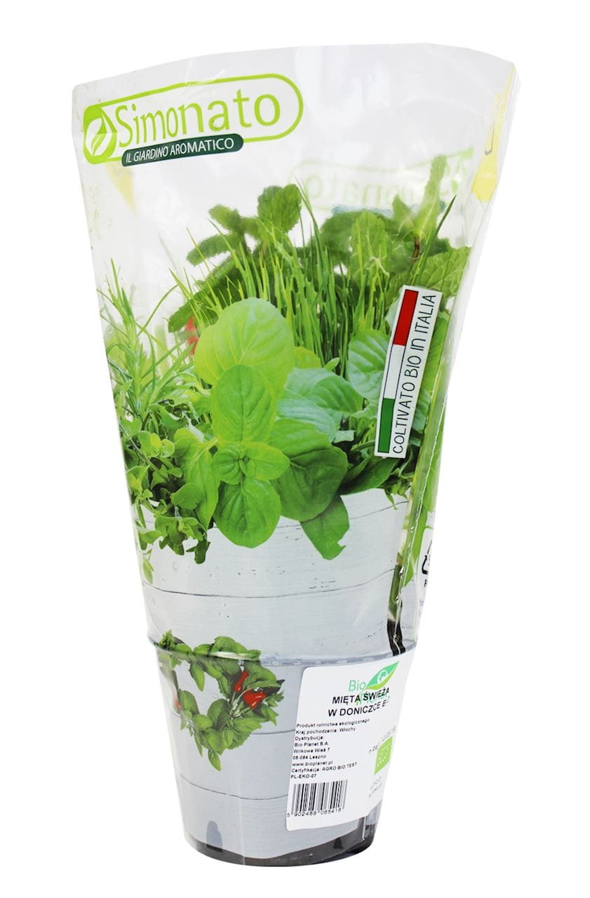 Menthe fraîche en pot BIO (1 pc.)