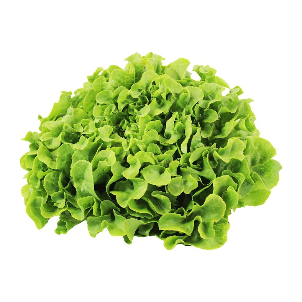 Emballage collectif (pcs.) - laitue fraîche en feuilles de chêne BIO (polonais) (environ 8 pcs.)