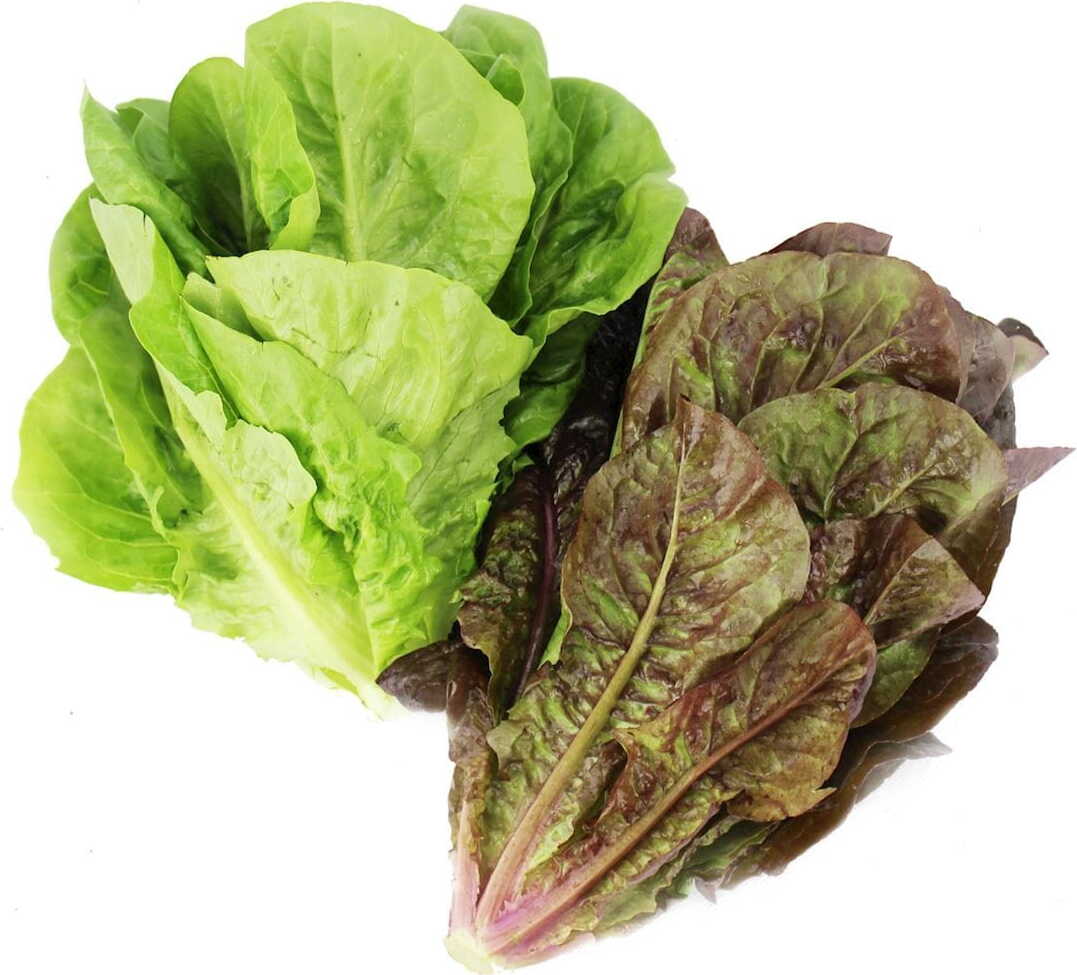 Laitue romaine fraîche BIO (Polonaise) (environ 100 g)