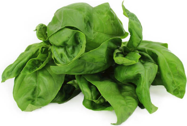 Basilic frais BIO (Polonais) (environ 50 g)