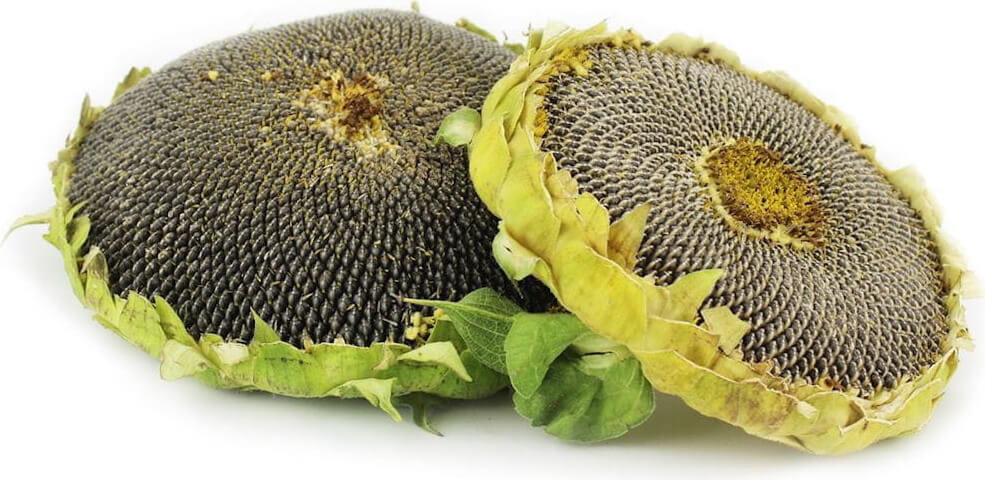 Graines de tournesol fraîches BIO (Polonais) (environ 0,50 kg)