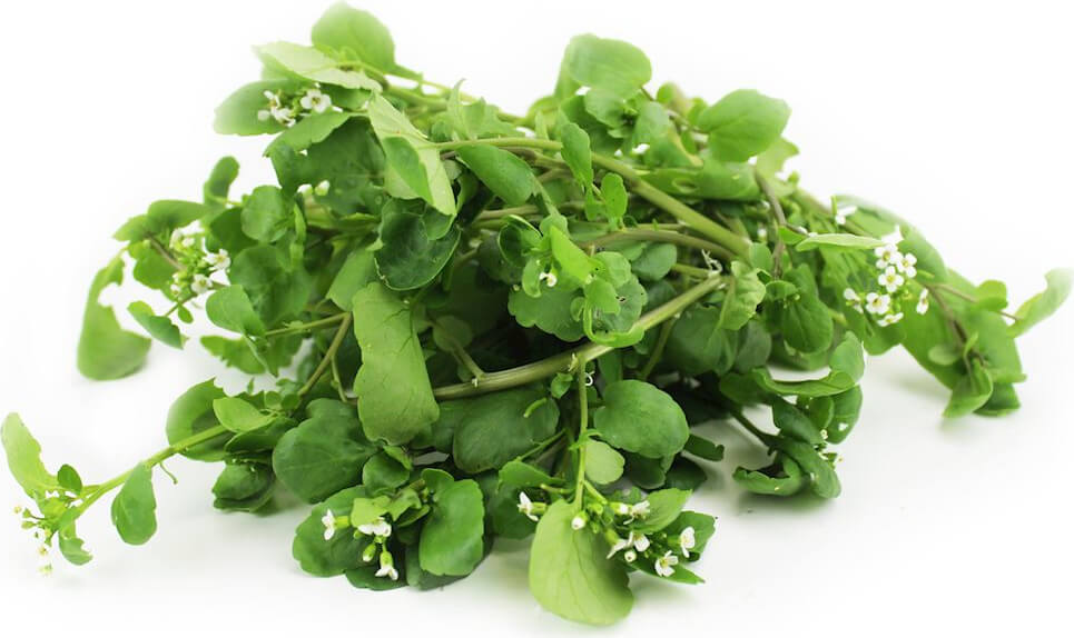 BIO cresson (polonais) (environ 50 g)