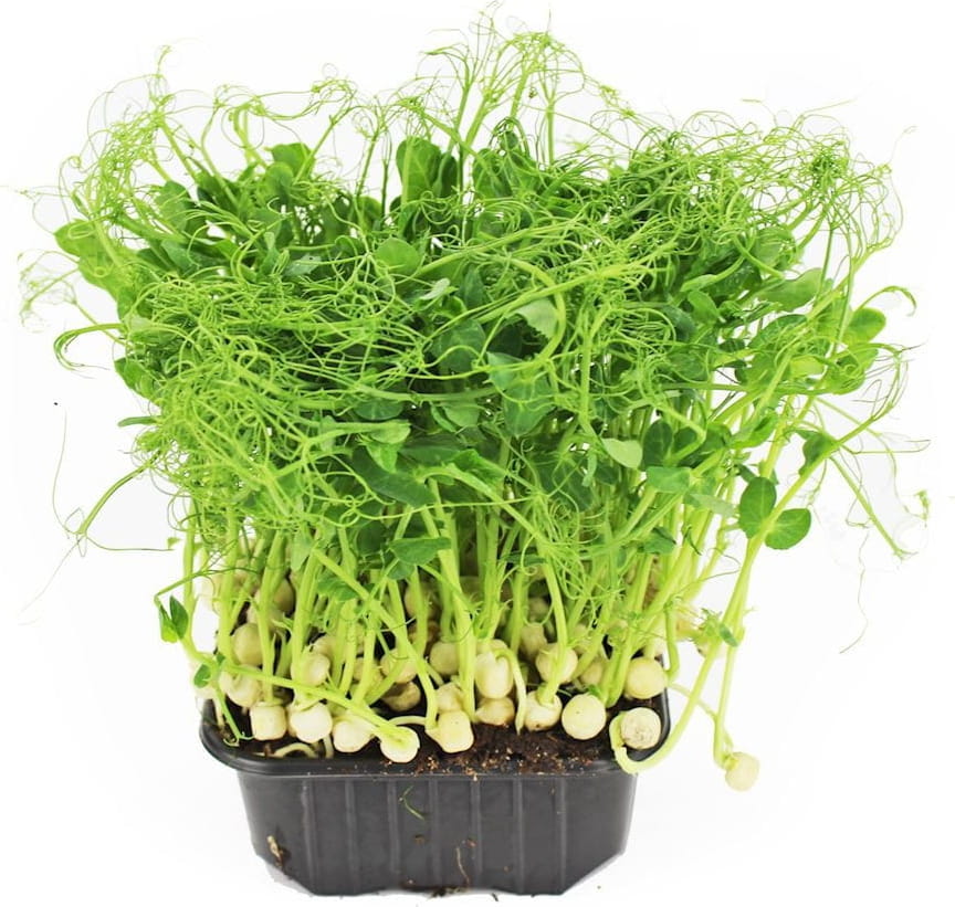 Microfeuilles de pois collants en pot BIO (Polonais) (1 pièce)