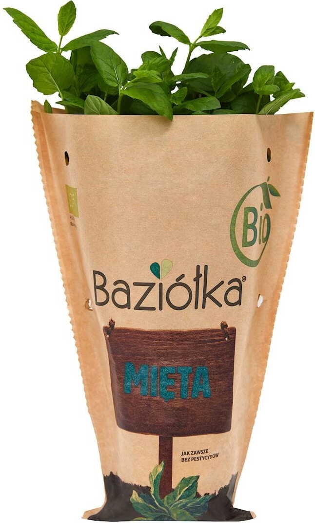 Menthe fraîche en pot BIO (Polonais) (1 pièce)