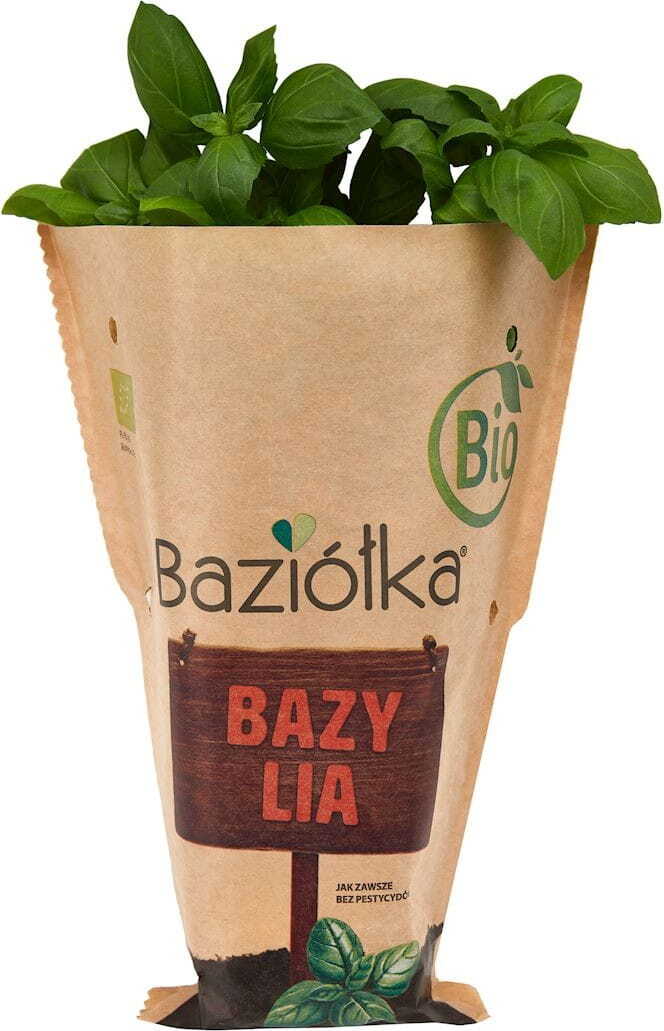 Basilic frais en pot BIO 6 pcs (Polonais)