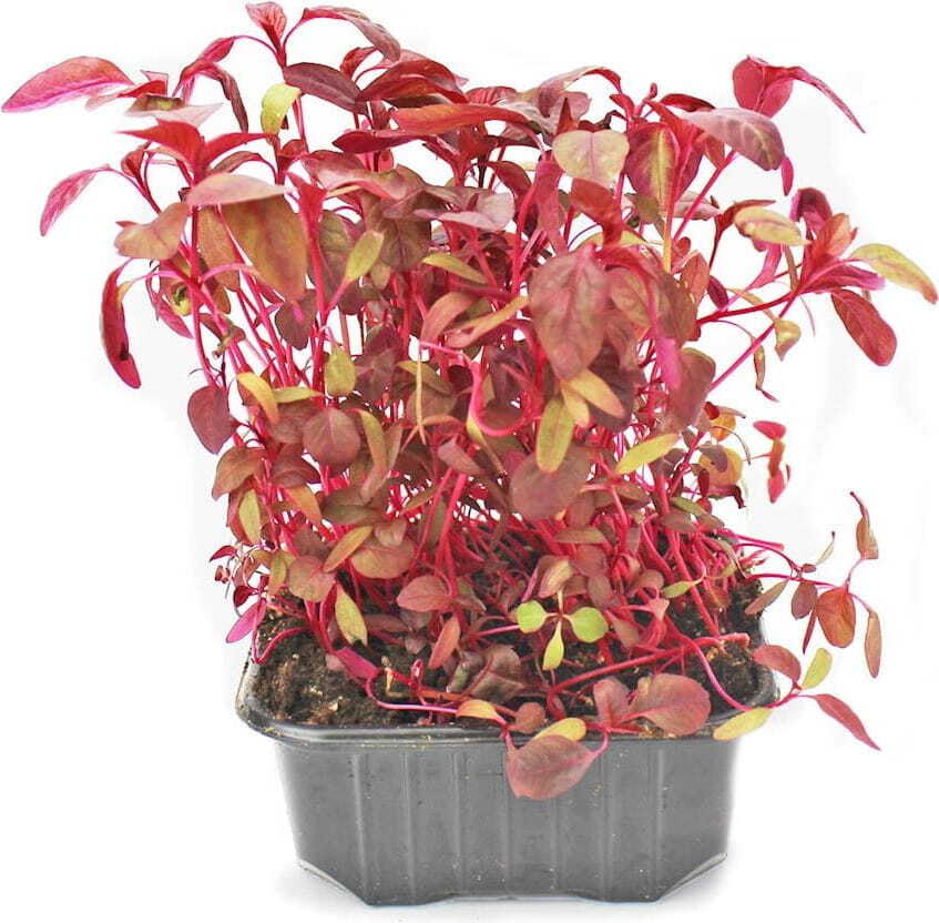 Micro-feuilles d'amarante en pot BIO (Pologne) (1 pièce)